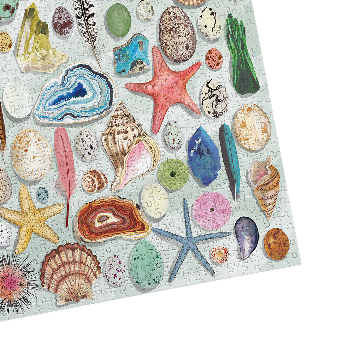The Art File Natural Curiosities