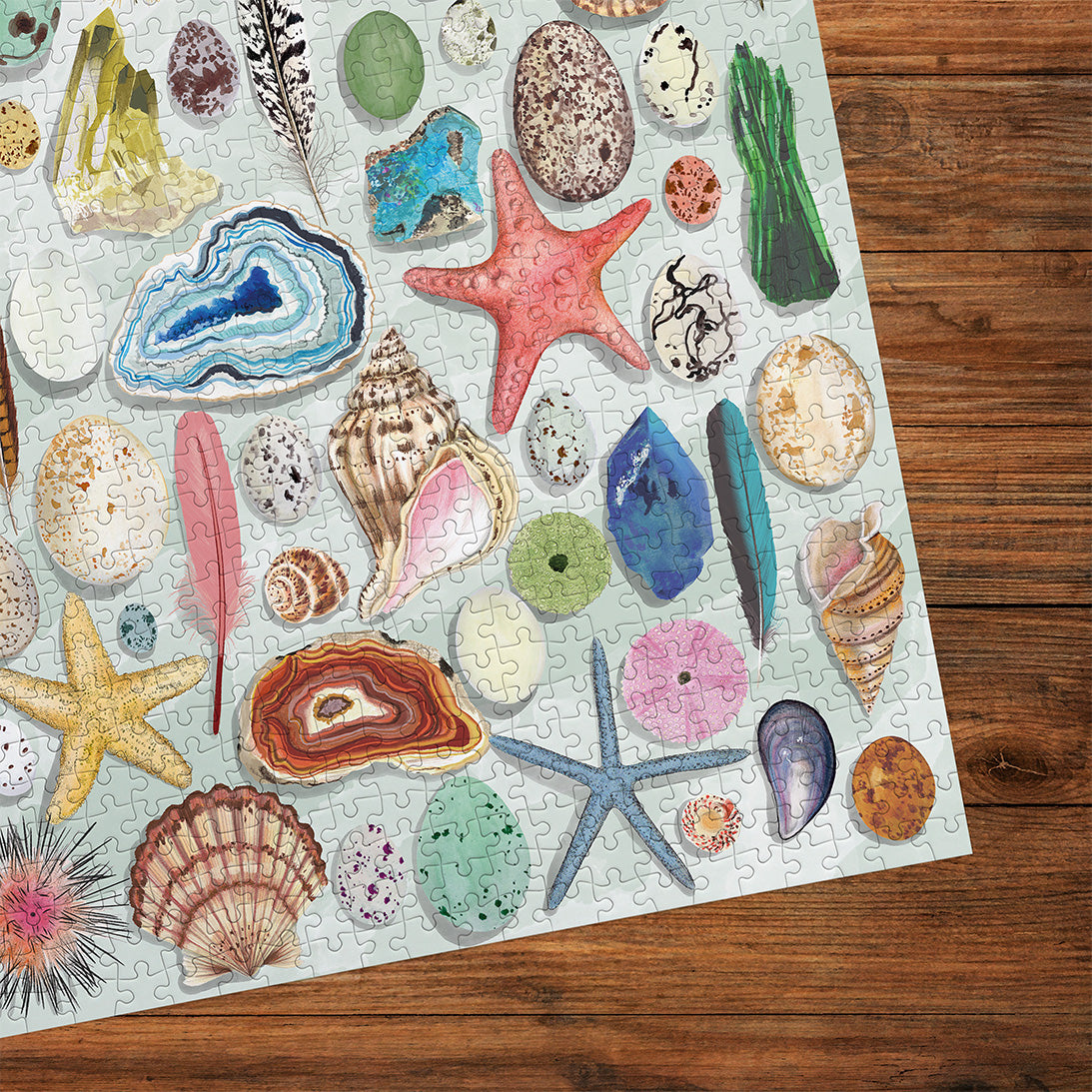 The Art File Natural Curiosities